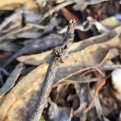 Maratus calcitrans at Bungendore, NSW - suppressed