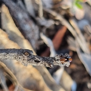 Maratus calcitrans at Bungendore, NSW - 2 Oct 2024