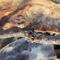 Maratus calcitrans at Bungendore, NSW - 2 Oct 2024