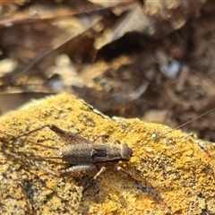 Eurepa marginipennis (Mottled bush cricket) at Bungendore, NSW - 2 Oct 2024 by clarehoneydove