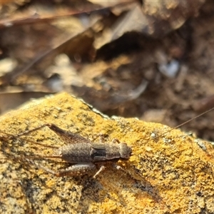 Eurepa marginipennis at Bungendore, NSW - 2 Oct 2024