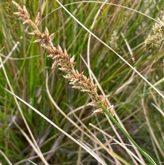 Carex appressa (Tall Sedge) at Windellama, NSW - 2 Oct 2024 by JaneR