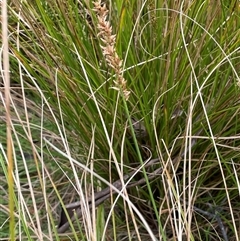 Carex appressa at Windellama, NSW - 2 Oct 2024 01:15 PM