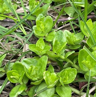 Gratiola peruviana (Australian Brooklime) at Windellama, NSW - 2 Oct 2024 by JaneR