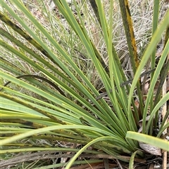 Xanthorrhoea concava (Grass Tree) at Windellama, NSW - 2 Oct 2024 by JaneR