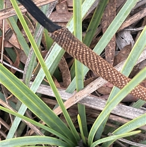 Xanthorrhoea concava at Windellama, NSW - 2 Oct 2024