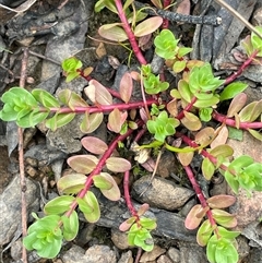 Lythrum hyssopifolia (Small Loosestrife) at Windellama, NSW - 2 Oct 2024 by JaneR