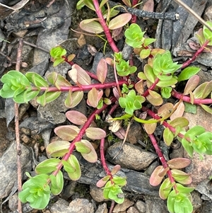 Lythrum hyssopifolia at Windellama, NSW - 2 Oct 2024