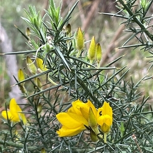 Ulex europaeus at Windellama, NSW - 2 Oct 2024