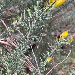 Ulex europaeus at Windellama, NSW - 2 Oct 2024