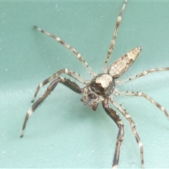 Helpis minitabunda (Threatening jumping spider) at Belconnen, ACT - 1 Oct 2024 by JohnGiacon