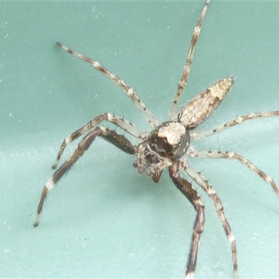 Helpis minitabunda (Threatening jumping spider) at Belconnen, ACT - 1 Oct 2024 by JohnGiacon