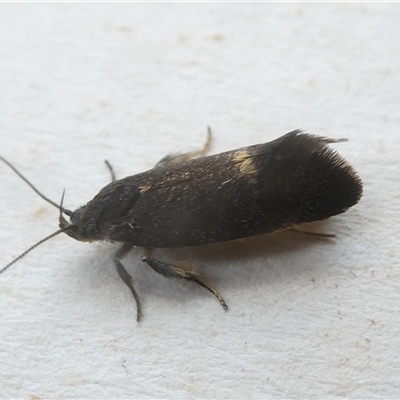 Leistomorpha brontoscopa (A concealer moth) at Belconnen, ACT - 1 Oct 2024 by JohnGiacon