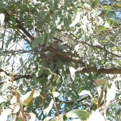 Manorina melanocephala (Noisy Miner) at Belconnen, ACT - 2 Oct 2024 by JohnGiacon