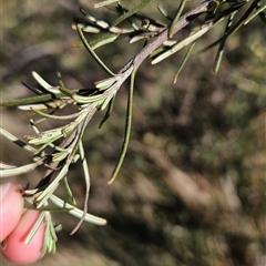 Ozothamnus thyrsoideus (Sticky Everlasting) at Cotter River, ACT - 1 Oct 2024 by BethanyDunne