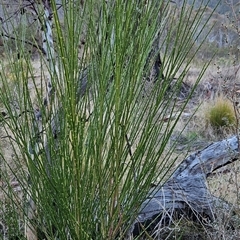 Cytisus scoparius subsp. scoparius at Cotter River, ACT - 1 Oct 2024