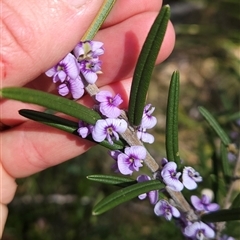 Hovea asperifolia subsp. asperifolia (Rosemary Hovea) at Cotter River, ACT - 2 Oct 2024 by BethanyDunne