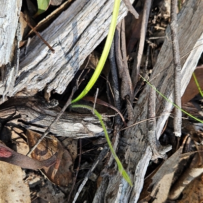 Caladenia sp. (A Caladenia) at Cotter River, ACT - 2 Oct 2024 by BethanyDunne