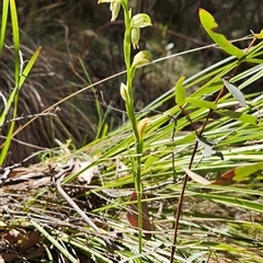 Bunochilus montanus (ACT) = Pterostylis jonesii (NSW) (Montane Leafy Greenhood) at Cotter River, ACT - 2 Oct 2024 by BethanyDunne