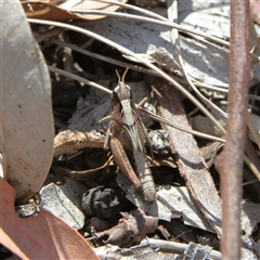 Unidentified Grasshopper (several families) at Higgins, ACT - 29 Sep 2024 by MichaelWenke