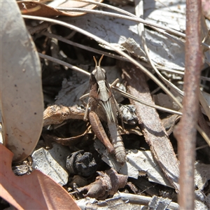 Cryptobothrus chrysophorus at Higgins, ACT - 29 Sep 2024 02:30 PM