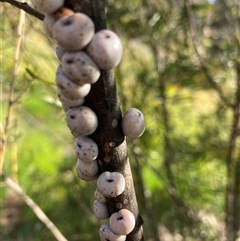 Cryptes baccatus (Wattle Tick Scale) at Belconnen, ACT - 2 Oct 2024 by JohnGiacon