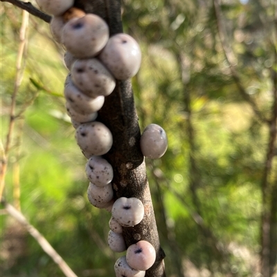 Cryptes baccatus (Wattle Tick Scale) at Belconnen, ACT - 2 Oct 2024 by JohnGiacon