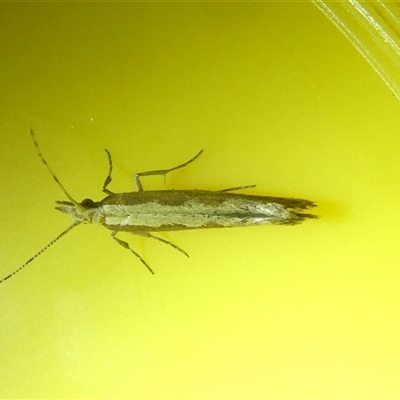 Plutella xylostella (Diamondback Moth) at Belconnen, ACT - 2 Oct 2024 by JohnGiacon