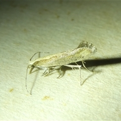 Plutella xylostella at Belconnen, ACT - 2 Oct 2024