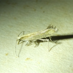 Plutella xylostella at Belconnen, ACT - 2 Oct 2024 07:46 PM