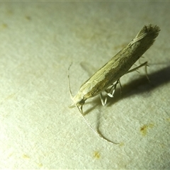 Plutella xylostella at Belconnen, ACT - 2 Oct 2024 07:46 PM