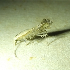 Plutella xylostella at Belconnen, ACT - 2 Oct 2024 07:46 PM