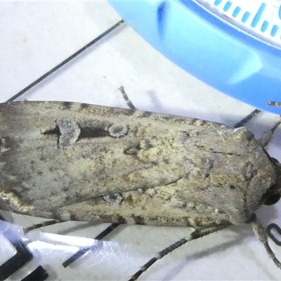 Agrotis infusa (Bogong Moth, Common Cutworm) at Belconnen, ACT - 2 Oct 2024 by JohnGiacon