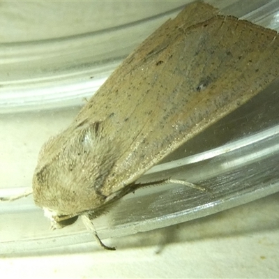 Leucania uda (A Noctuid moth) at Belconnen, ACT - 2 Oct 2024 by JohnGiacon