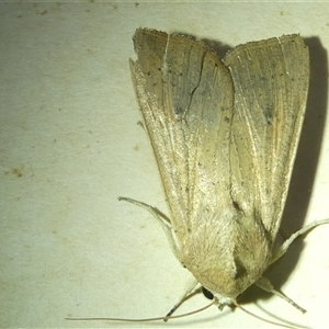 Leucania uda at Belconnen, ACT - 2 Oct 2024 08:05 PM