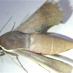 Hippotion scrofa (Coprosma Hawk Moth) at Belconnen, ACT - 2 Oct 2024 by JohnGiacon