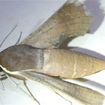 Hippotion scrofa (Coprosma Hawk Moth) at Belconnen, ACT - 2 Oct 2024 by JohnGiacon