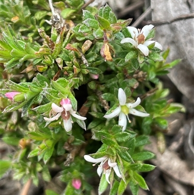 Rhytidosporum procumbens (White Marianth) at Windellama, NSW - 2 Oct 2024 by JaneR