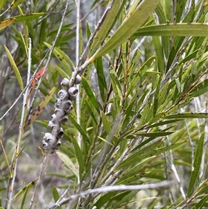 Callistemon sieberi at Windellama, NSW - 2 Oct 2024