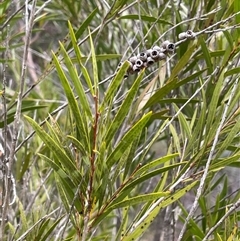 Callistemon sieberi at Windellama, NSW - 2 Oct 2024