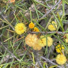 Acacia brownii (Heath Wattle) at Windellama, NSW - 2 Oct 2024 by JaneR