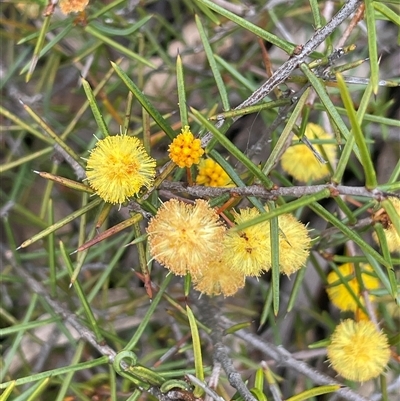 Acacia brownii (Heath Wattle) at Windellama, NSW - 2 Oct 2024 by JaneR