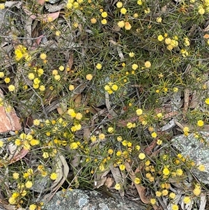 Acacia brownii at Windellama, NSW - 2 Oct 2024 12:08 PM