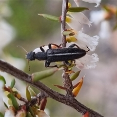 Eleale sp. (genus) (Clerid beetle) at Bungendore, NSW - 29 Sep 2024 by clarehoneydove