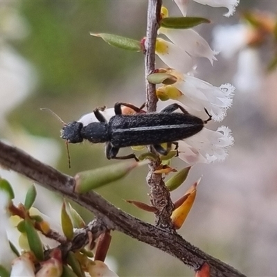 Eleale sp. (genus) (Clerid beetle) at Bungendore, NSW - 29 Sep 2024 by clarehoneydove