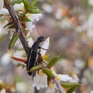 Eleale sp. (genus) at Bungendore, NSW - suppressed