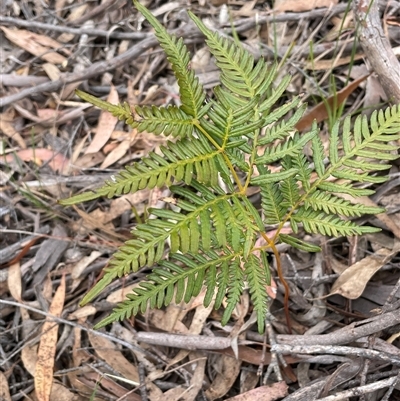 Pteridium esculentum (Bracken) at Windellama, NSW - 2 Oct 2024 by JaneR