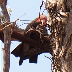 Callocephalon fimbriatum (identifiable birds) (Gang-gang Cockatoo (named birds)) at Cook, ACT - 2 Oct 2024 by CathB