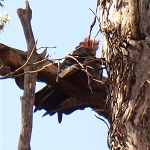 Callocephalon fimbriatum (identifiable birds) at Cook, ACT - suppressed