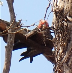 Callocephalon fimbriatum (identifiable birds) at Cook, ACT - suppressed